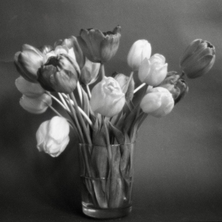 tulips